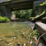 Zanieczyszczona rzeka Silnica przy ulicy Karczunek / Marzena Mąkosa / Radio Kielce