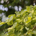 Pączki kwiatów lipy. Przyśpieszona wegetacja roślin  / Marzena Mąkosa / Radio Kielce