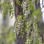 Akacja – pożytek dla pszczół i produkt do kuchni