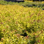 Wiosenne porządki w Kielcach / Marzena Mąkosa / Radio Kielce