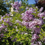 Wiosenne porządki w Kielcach / Marzena Mąkosa / Radio Kielce