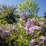 Wiosenne porządki w Kielcach / Marzena Mąkosa / Radio Kielce