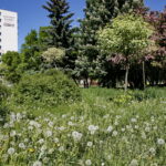 Wiosenne porządki w Kielcach / Marzena Mąkosa / Radio Kielce