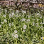 Wiosenne porządki w Kielcach / Marzena Mąkosa / Radio Kielce