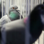 3.12.2016 Kielce. Okręgowa Wystawa Gołębi Pocztowych, Świętokrzyska Wystawa Gołębi Rasowych i Drobiu Ozdobnego, Świętokrzyska Wystawa Królików / Wojciech Habdas / Radio Kielce