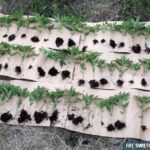 Pińczowscy policjanci zatrzymali 3 mieszkańców Kielc podejrzanych o uprawę konopi innych niż włókniste / świętokrzyska policja