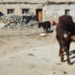 Indie / Bartosz Karcz/Marta Karcz