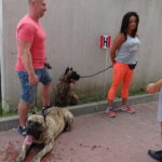 Międzynarodowa Wystawa Psów Rasowych / Tomasz Piwko / Radio Kielce