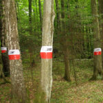 Uroczystości na Wykusie / Anna Głąb / Radio Kielce