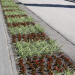 Nasadzenia letnie w Busku-Zdroju / UMiG Busko-Zdrój