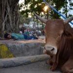 Indie / Bartosz Karcz/Marta Karcz