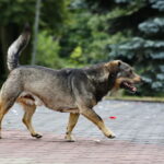 Pies Pikuś jednym z wiernych w kościele w Piekoszowie / Marzena Mąkosa / Radio Kielce