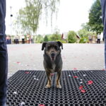 Pies Pikuś jednym z wiernych w kościele w Piekoszowie / Marzena Mąkosa / Radio Kielce