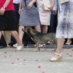 Pies Pikuś jednym z wiernych w kościele w Piekoszowie / Marzena Mąkosa / Radio Kielce