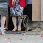 Pies Pikuś jednym z wiernych w kościele w Piekoszowie / Marzena Mąkosa / Radio Kielce