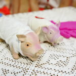 Zdolni uczniowie z VI Liceum Ogólnokształcącego im. Juliusza Słowackiego w Kielcach / Marzena Mąkosa / Radio Kielce