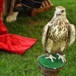 Biesiada Imieninowa Krzysztofa Ossolińskiego na zamku Krzyżtopór / Emilia Sitarska / Radio Kielce