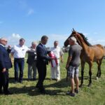 Roczna klacz Desna superczempionką 19. Młodzieżowego Świętokrzyskiego Championatu Koni Małopolskich w Opatowcu / Kamil Włosowicz / Radio Kielce