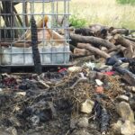 Raszków. Pożar domu. Dogaszanie i reszta budynku / Ewa Pociejowska - Gawęda / Radio Kielce