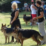 VI Krajowa Wystawa Psów Rasowych / Ewa Pociejowska-Gawęda / Radio Kielce