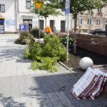 Nowe rośliny przed magistratem / Mateusz Kaczmarczyk / Radio Kielce