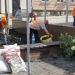 Nowe rośliny przed magistratem / Mateusz Kaczmarczyk / Radio Kielce