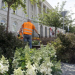 Nowe rośliny przed magistratem / Mateusz Kaczmarczyk / Radio Kielce