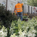 Nowe rośliny przed magistratem / Mateusz Kaczmarczyk / Radio Kielce