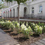 Nowe rośliny przed magistratem / Mateusz Kaczmarczyk / Radio Kielce