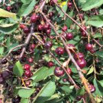 Węgrce Panieńskie. Spotkanie posłów PiS z sadownikami. Drzewo z owocami wiśni. Wiśnie / Grażyna Szlęzak-Wójcik / Radio Kielce