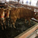 01.07.2018 Modliszewice Świętokrzyski Ośrodek Doradztwa Rolniczego. Dzień Otwarty / Jarosław Kubalski / Radio Kielce