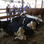 01.07.2018 Modliszewice Świętokrzyski Ośrodek Doradztwa Rolniczego. Dzień Otwarty / Jarosław Kubalski / Radio Kielce