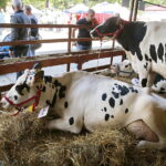 01.07.2018 Modliszewice Świętokrzyski Ośrodek Doradztwa Rolniczego. Dzień Otwarty / Jarosław Kubalski / Radio Kielce