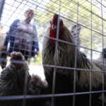 01.07.2018 Modliszewice Świętokrzyski Ośrodek Doradztwa Rolniczego. Dzień Otwarty / Jarosław Kubalski / Radio Kielce