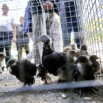 01.07.2018 Modliszewice Świętokrzyski Ośrodek Doradztwa Rolniczego. Dzień Otwarty / Jarosław Kubalski / Radio Kielce