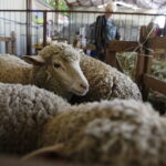 01.07.2018 Modliszewice Świętokrzyski Ośrodek Doradztwa Rolniczego. Dzień Otwarty / Jarosław Kubalski / Radio Kielce