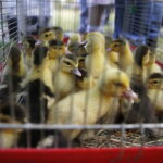 01.07.2018 Modliszewice Świętokrzyski Ośrodek Doradztwa Rolniczego. Dzień Otwarty / Jarosław Kubalski / Radio Kielce