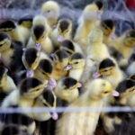 01.07.2018 Modliszewice Świętokrzyski Ośrodek Doradztwa Rolniczego. Dzień Otwarty / Jarosław Kubalski / Radio Kielce