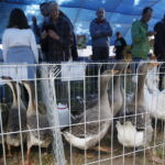 01.07.2018 Modliszewice Świętokrzyski Ośrodek Doradztwa Rolniczego. Dzień Otwarty / Jarosław Kubalski / Radio Kielce