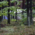 Obóz harcerski w miejscowości Wiosna / Jarosław Kubalski / Radio Kielce