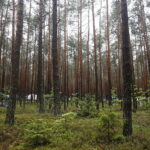 Obóz harcerski w miejscowości Wiosna / Jarosław Kubalski / Radio Kielce