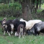 Komaszyce. Audycja „Niedziela z Gwiazdą” / Krzysztof Bujnowicz / Radio Kielce