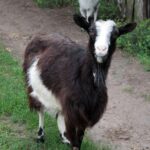 Komaszyce. Audycja „Niedziela z Gwiazdą” / Krzysztof Bujnowicz / Radio Kielce