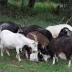 Komaszyce. Audycja „Niedziela z Gwiazdą” / Krzysztof Bujnowicz / Radio Kielce