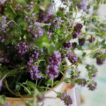 Festiwal zielarski w Łagowie / Marzena Mąkosa / Radio Kielce