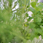 Śniadanie w ogrodzie Radia Kielce / Marzena Mąkosa / Radio Kielce