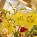 Wystawa lilii w Kieleckim Centrum Kultury / Marzena Mąkosa / Radio Kielce