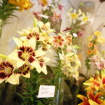 Wystawa lilii w Kieleckim Centrum Kultury / Marzena Mąkosa / Radio Kielce