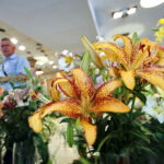 Wystawa lilii w Kieleckim Centrum Kultury / Marzena Mąkosa / Radio Kielce