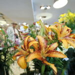 Wystawa lilii w Kieleckim Centrum Kultury / Marzena Mąkosa / Radio Kielce